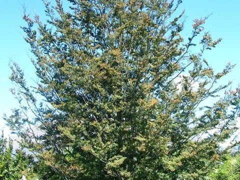 Fuscospora cliffortioides