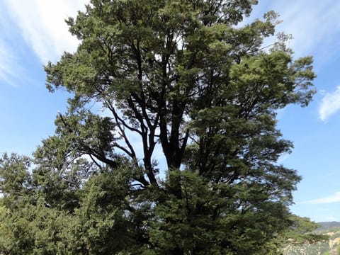 Fuscospora solandri