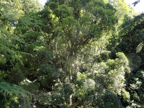 Fuscospora truncata