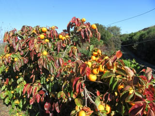 Persimmon 'Fuyu' (Diospyros kaki, Japanese Persimmon) tree with red and green autumn leaves and many orange fruit, against a blue sky.