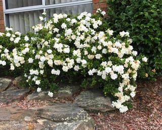 Gardenia 'Professor Pucci' shrub covered in creamy-white double flowers, growing beside rocks and bark mulch in front of a brick wall.