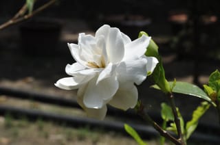 Gardenia 'Professor Pucci' flower, a large creamy-white double bloom with layered petals, beside a green bud and glossy leaves on a woody stem.