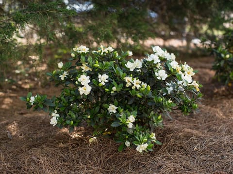 Gardenia 'Professor Pucci'
