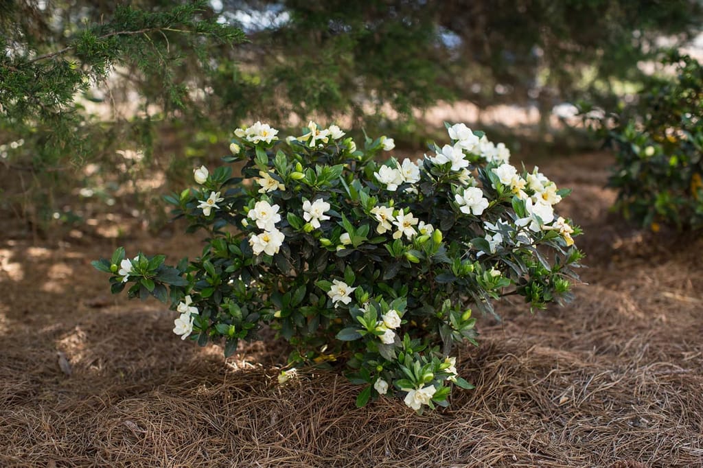 Gardenia 'Professor Pucci' shrub covered in creamy-white flowers and glossy dark green leaves, growing in a mulched garden bed.
