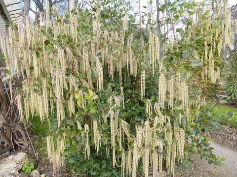 Garrya elliptica