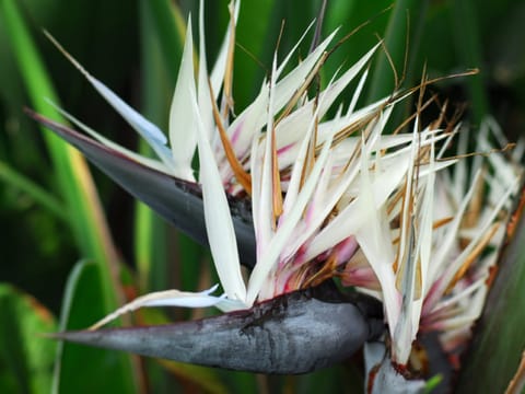 Strelitzia nicolai