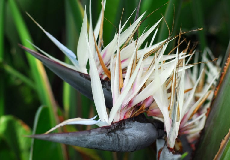 Close-up of a Strelitzia nicolai (Giant White Bird of Paradise) flower, with pointed white petals and a dark grey-purple bract against green foliage.