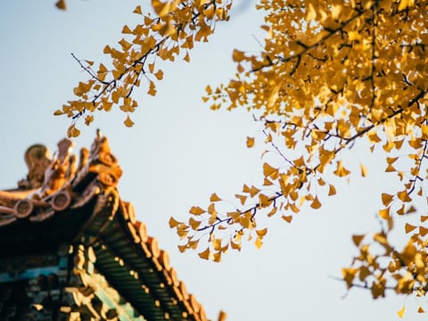 Ginkgo biloba