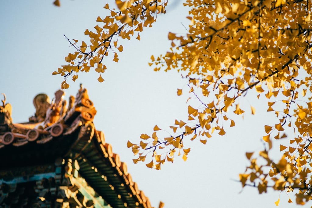 Ginkgo biloba (Ginkgo) branches with fan-shaped golden-yellow autumn leaves against a pale sky, beside an ornate traditional tiled roof edge.