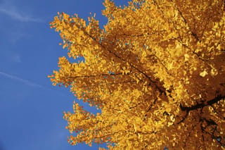 Ginkgo biloba (Ginkgo) branches covered in golden-yellow autumn foliage with fan-shaped leaves, set against a clear blue sky.
