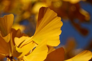 Close-up of Ginkgo biloba (Ginkgo) leaves in golden-yellow autumn colour, showing fan-shaped blades with wavy edges against a blurred blue sky.