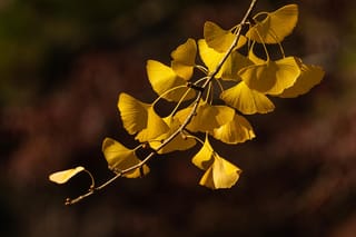Ginkgo biloba (Ginkgo) branch with golden-yellow fan-shaped autumn leaves on slender stalks, against a dark blurred background.