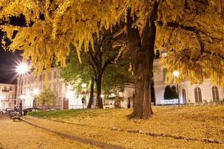 Ginkgo biloba (Ginkgo) at night in a city square, its drooping golden-yellow autumn foliage overhead and fallen yellow leaves covering the ground.