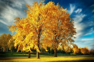 Ginkgo biloba (Ginkgo) trees in full golden-yellow autumn foliage on a grassy park lawn, under a deep blue sky with wispy clouds.