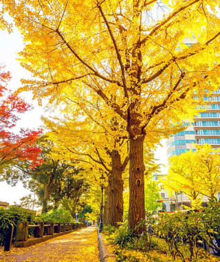 Ginkgo biloba 'Autumn Gold' (ginkgo) trees with bright golden autumn foliage lining a footpath covered in fallen yellow leaves beside a city building.