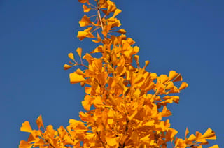 Ginkgo biloba 'Autumn Gold' ginkgo, the top of a branch covered in fan-shaped golden-yellow autumn leaves against a clear blue sky.