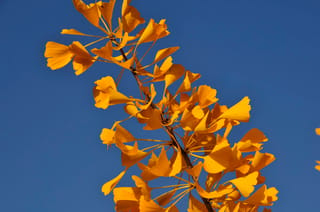 Ginkgo biloba 'Autumn Gold' (Ginkgo) branch with fan-shaped golden-yellow autumn leaves on slender stalks, set against a clear blue sky.
