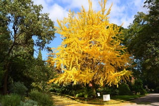 Ginkgo biloba 'Autumn Gold' (ginkgo) in full golden autumn foliage, standing beside a path with fallen yellow leaves and green trees behind.