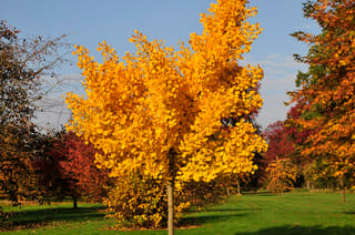 Ginkgo biloba 'Autumn Gold' (ginkgo), a young tree with a single slender trunk and dense golden-yellow fan-shaped leaves, on lawn among red autumn trees.