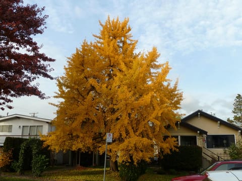 Ginkgo biloba 'Autumn Gold'