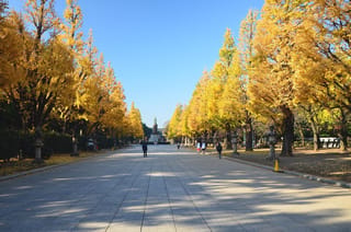 Ginkgo biloba 'Fastigiata' (ginkgo) trees with golden-yellow autumn foliage line a wide paved avenue with stone lanterns and walkers under blue sky.