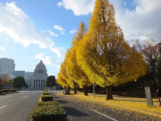 Ginkgo biloba 'Fastigiata' (Ginkgo) trees in golden autumn foliage lining a city street, with fallen yellow leaves on the pavement and a stone building beyond.