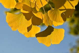 Ginkgo biloba 'Fastigiata' (Ginkgo) foliage in autumn, showing fan-shaped golden-yellow leaves with fine veins, backlit against a blue sky.