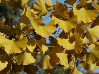 Ginkgo biloba 'Fastigiata' (Ginkgo) branch with fan-shaped golden-yellow autumn leaves on slender stalks, seen against a blue sky.