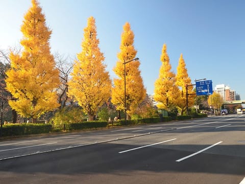 Ginkgo biloba 'Fastigiata'