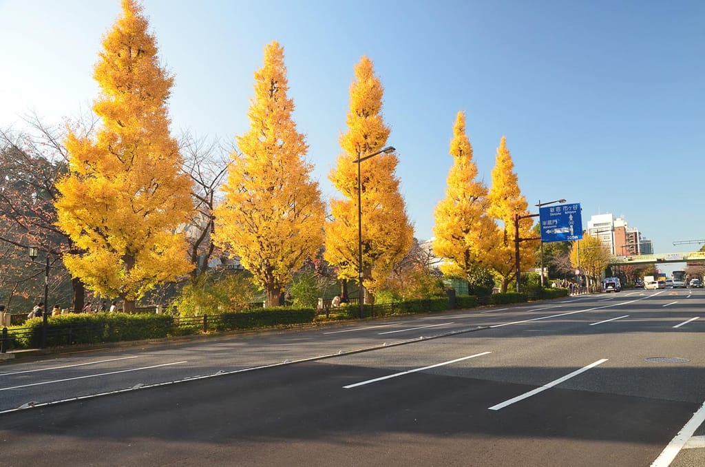 Ginkgo biloba 'Fastigiata' (Ginkgo) trees with upright, conical golden-yellow autumn foliage lining a wide city road under a clear blue sky.
