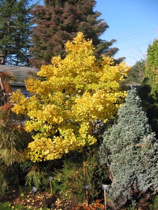 Ginkgo biloba 'Jade Butterflies' (ginkgo), a narrow tree in bright yellow autumn foliage, growing among conifers with fallen leaves and plant labels below.