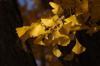 Ginkgo biloba 'Jade Butterflies' (Ginkgo) branch with fan-shaped leaves in golden-yellow autumn colour, lit by sunlight against a dark trunk.