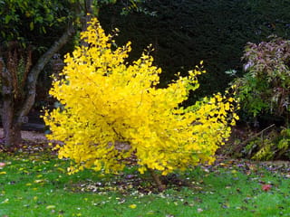 Ginkgo biloba 'Jade Butterflies' (Ginkgo), a small tree covered in bright yellow autumn fan-shaped leaves, standing on a lawn in front of a dark hedge.