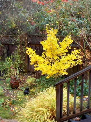 Ginkgo biloba 'Jade Butterflies' (Ginkgo) as a young tree in bright yellow autumn foliage, in a garden beside a wooden fence and deck rail.