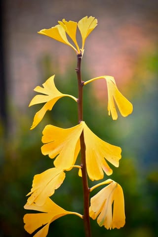 Ginkgo biloba 'Jade Butterflies' (Ginkgo) stem with bright yellow fan-shaped autumn leaves on a slender brown shoot against a blurred background.