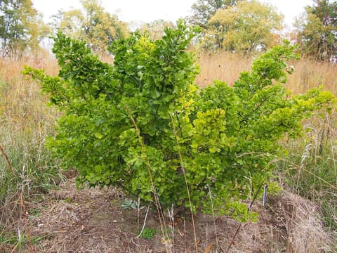 Ginkgo biloba 'Jade Butterflies'
