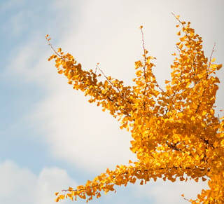 Ginkgo biloba 'Little Weeper' (ginkgo) branches covered in golden-yellow autumn leaves, shown against a pale blue sky with soft cloud.