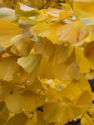 Close-up of golden-yellow fan-shaped autumn leaves of Ginkgo biloba 'Little Weeper' (ginkgo), covered in small raindrops.