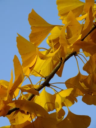 Ginkgo biloba 'Little Weeper' (ginkgo) branch with fan-shaped golden-yellow autumn leaves on slender stalks, seen against a clear blue sky.