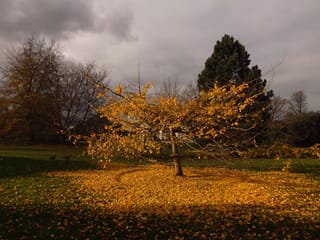 Ginkgo biloba 'Little Weeper' (Ginkgo) with golden-yellow autumn leaves on spreading branches, and fallen leaves carpeting the lawn beneath under a cloudy sky.