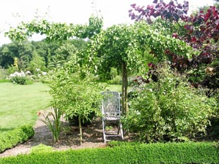 Ginkgo biloba 'Little Weeper' (Ginkgo), a staked standard with green fan-shaped leaves cascading over a garden chair, beside purple-leaved shrubs and a lawn.