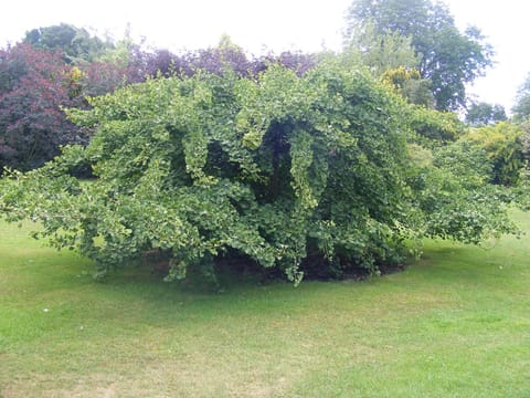 Ginkgo biloba 'Little Weeper'