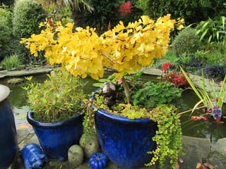 Ginkgo biloba 'Ming Princess' (Ginkgo) with fan-shaped golden-yellow autumn leaves, growing in a blue glazed pot beside a garden pond.