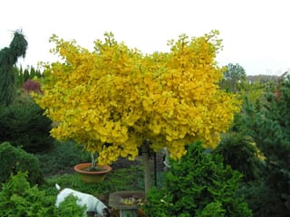Ginkgo biloba 'Ming Princess' (Ginkgo) as a standard tree with a rounded canopy of bright yellow autumn leaves, surrounded by conifers in a garden.