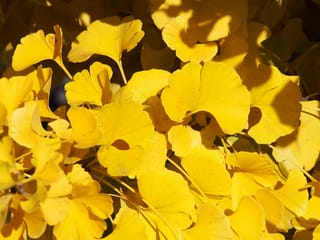 Close-up of Ginkgo biloba 'Ming Princess' (Ginkgo) foliage in autumn, with fan-shaped leaves turned bright yellow and dappled in sunlight.