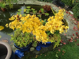 Ginkgo biloba 'Ming Princess' (Ginkgo) with fan-shaped butter-yellow autumn leaves in blue glazed pots beside a lily pond.