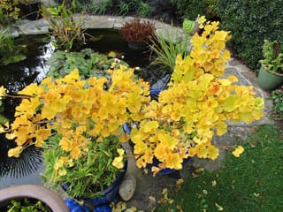 Ginkgo biloba 'Ming Princess' (Ginkgo) in autumn, with small fan-shaped yellow leaves on branches spilling from blue pots beside a garden pond.