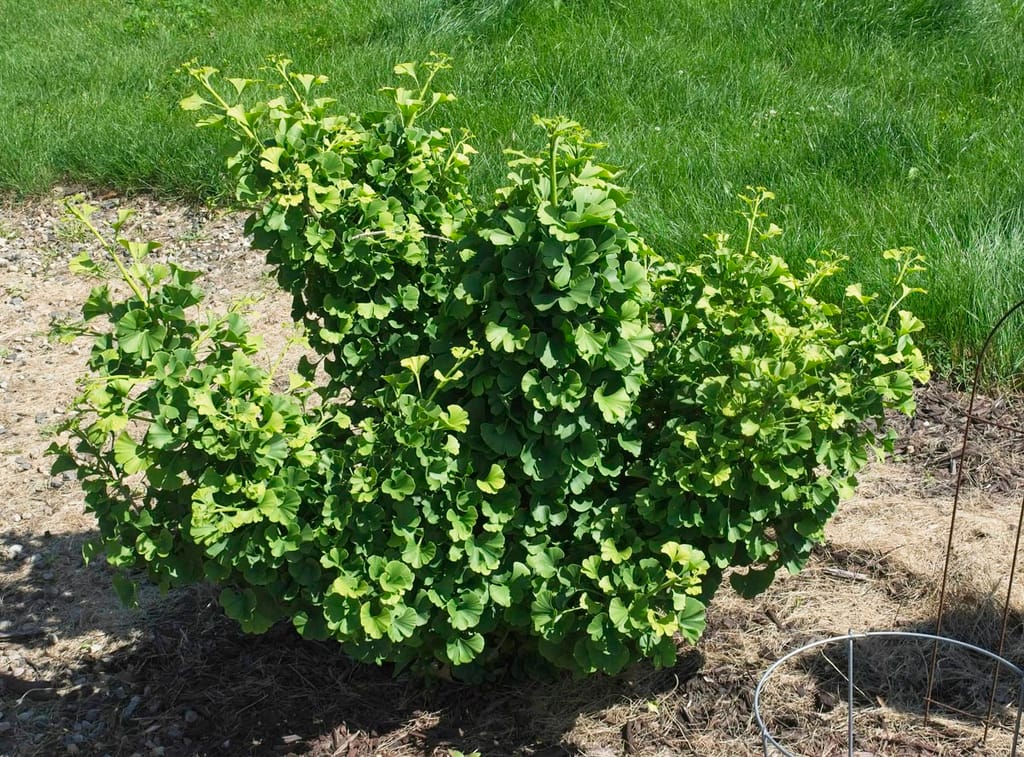 Ginkgo biloba 'Ming Princess' (Ginkgo), a compact, bushy shrub with fan-shaped green leaves, growing in mulched garden bed beside a lawn.