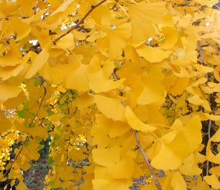 Ginkgo biloba 'Pendula' (Ginkgo) branches with dense golden-yellow fan-shaped autumn leaves, a few green leaves lower down, and ground visible below.