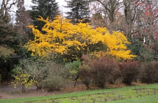 Ginkgo biloba 'Pendula' (Ginkgo) in autumn, its spreading branches covered in bright golden-yellow leaves, set among shrubs and dark conifers in a garden.
